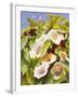 Convolvulus and Blackberries-Mary Dipnall-Framed Giclee Print