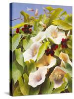 Convolvulus and Blackberries-Mary Dipnall-Stretched Canvas