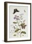 Convolvulus and Chrysanthemum-Thomas Robins Jr-Framed Giclee Print