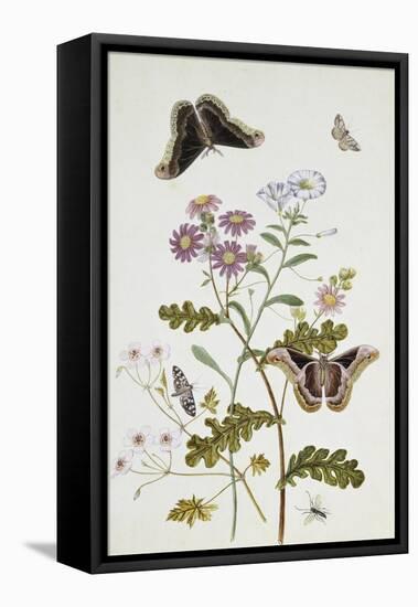 Convolvulus and Chrysanthemum-Thomas Robins Jr-Framed Stretched Canvas