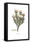 Convolvulus cneorum, Flora Graeca-Ferdinand Bauer-Framed Stretched Canvas