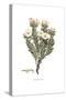 Convolvulus cneorum, Flora Graeca-Ferdinand Bauer-Stretched Canvas