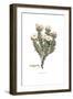 Convolvulus cneorum, Flora Graeca-Ferdinand Bauer-Framed Giclee Print