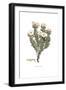 Convolvulus cneorum, Flora Graeca-Ferdinand Bauer-Framed Giclee Print