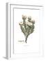 Convolvulus cneorum, Flora Graeca-Ferdinand Bauer-Framed Giclee Print