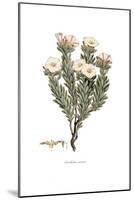 Convolvulus cneorum, Flora Graeca-Ferdinand Bauer-Mounted Giclee Print