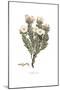 Convolvulus cneorum, Flora Graeca-Ferdinand Bauer-Mounted Giclee Print