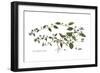 Convolvulus siculus, Flora Graeca-Ferdinand Bauer-Framed Giclee Print