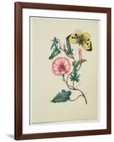 Convolvulus with Yellow Butterfly, from `Flowers', an English Botanical Manuscript, C.1840-English School-Framed Giclee Print