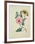 Convolvulus with Yellow Butterfly, from `Flowers', an English Botanical Manuscript, C.1840-English School-Framed Giclee Print