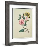 Convolvulus with Yellow Butterfly, from `Flowers', an English Botanical Manuscript, C.1840-English School-Framed Giclee Print