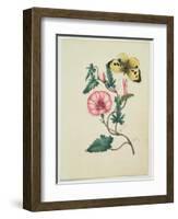 Convolvulus with Yellow Butterfly, from `Flowers', an English Botanical Manuscript, C.1840-English School-Framed Giclee Print