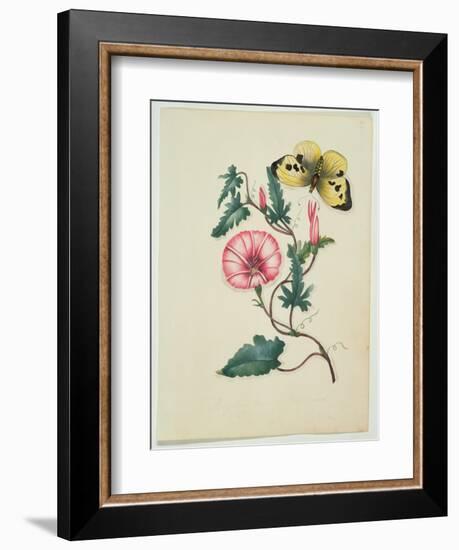 Convolvulus with Yellow Butterfly, from `Flowers', an English Botanical Manuscript, C.1840-English School-Framed Giclee Print