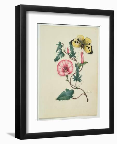 Convolvulus with Yellow Butterfly, from `Flowers', an English Botanical Manuscript, C.1840-English School-Framed Giclee Print