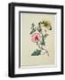 Convolvulus with Yellow Butterfly, from `Flowers', an English Botanical Manuscript, C.1840-English School-Framed Giclee Print