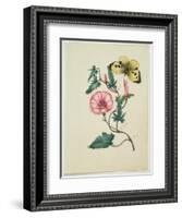 Convolvulus with Yellow Butterfly, from `Flowers', an English Botanical Manuscript, C.1840-English School-Framed Giclee Print