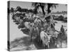 Convoy of Muslims Migrating from the Sikh State of Faridkot after the Division of India-Margaret Bourke-White-Stretched Canvas