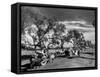 Convoy of Sikhs Migrating to East Punjab after the Division of India-null-Framed Stretched Canvas