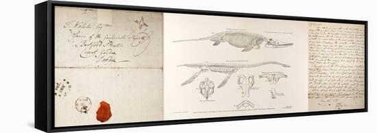 Conybeare Plesiosaurus Reconstruction.-Paul Stewart-Framed Stretched Canvas