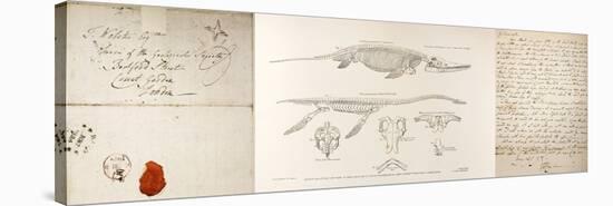 Conybeare Plesiosaurus Reconstruction.-Paul Stewart-Stretched Canvas