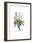 Conyza candida,  Flora Graeca-Ferdinand Bauer-Framed Giclee Print