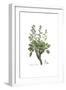 Conyza candida,  Flora Graeca-Ferdinand Bauer-Framed Giclee Print
