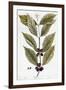 Cooffe Plant, 1735-Elizabeth Blackwell-Framed Giclee Print