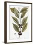 Cooffe Plant, 1735-Elizabeth Blackwell-Framed Giclee Print