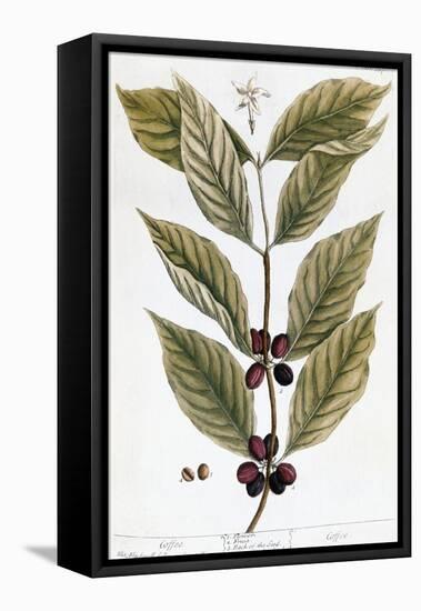 Cooffe Plant, 1735-Elizabeth Blackwell-Framed Stretched Canvas