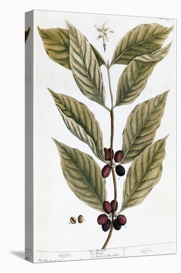 Cooffe Plant, 1735-Elizabeth Blackwell-Stretched Canvas