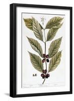 Cooffe Plant, 1735-Elizabeth Blackwell-Framed Giclee Print