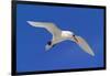 Cook Islands, South Pacific. Red-Tailed Tropicbird-Janet Muir-Framed Photographic Print