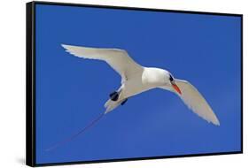 Cook Islands, South Pacific. Red-Tailed Tropicbird-Janet Muir-Framed Stretched Canvas