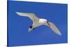 Cook Islands, South Pacific. Red-Tailed Tropicbird-Janet Muir-Stretched Canvas