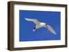 Cook Islands, South Pacific. Red-Tailed Tropicbird-Janet Muir-Framed Photographic Print