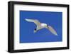 Cook Islands, South Pacific. Red-Tailed Tropicbird-Janet Muir-Framed Photographic Print