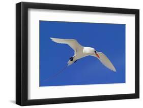 Cook Islands, South Pacific. Red-Tailed Tropicbird-Janet Muir-Framed Photographic Print