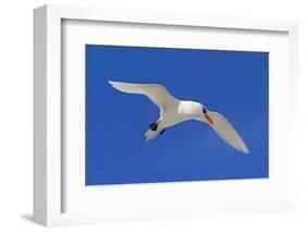 Cook Islands, South Pacific. Red-Tailed Tropicbird-Janet Muir-Framed Photographic Print