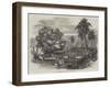 Cook's Tamarind-Tree, Tahiti-null-Framed Giclee Print