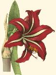 Amaryllis I-Cooke-Laminated Art Print