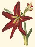 Amaryllis I-Cooke-Laminated Art Print