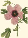 Hibiscus I-Cooke-Stretched Canvas