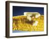 Cooked Corn on the Cob with Melting Butter-Ludger Rose-Framed Photographic Print