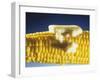 Cooked Corn on the Cob with Melting Butter-Ludger Rose-Framed Photographic Print