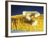 Cooked Corn on the Cob with Melting Butter-Ludger Rose-Framed Photographic Print