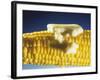 Cooked Corn on the Cob with Melting Butter-Ludger Rose-Framed Photographic Print