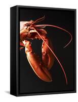 Cooked Lobster Against Black Background-Joerg Lehmann-Framed Stretched Canvas