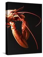 Cooked Lobster Against Black Background-Joerg Lehmann-Stretched Canvas