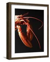 Cooked Lobster Against Black Background-Joerg Lehmann-Framed Photographic Print