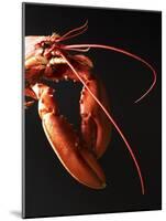 Cooked Lobster Against Black Background-Joerg Lehmann-Mounted Photographic Print